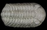 Large, Morocops Trilobite - Almost All Rock Removed #52425-3